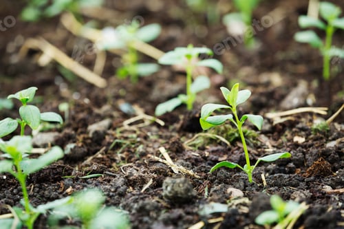 Preview: Young seedlings in the soil at an organic flower nursery.