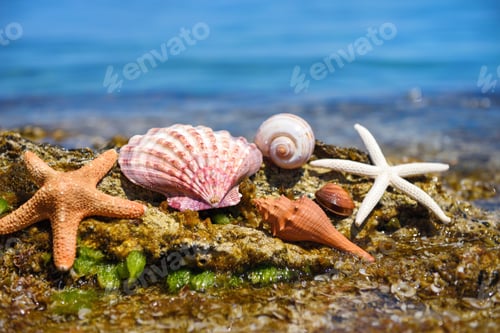 Preview: Shells and starfish on stones against the background of the sea