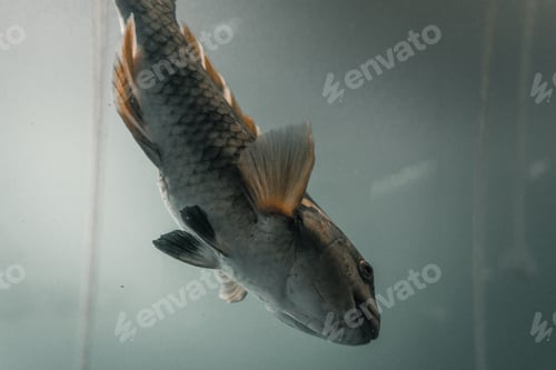 Preview: cute and curious big orange fish swimming calm and relaxed behind the glass of an aquarium, milford