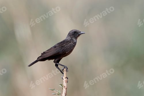 Preview: Northern anteater-chat (Myrmecocichla aethiops)
