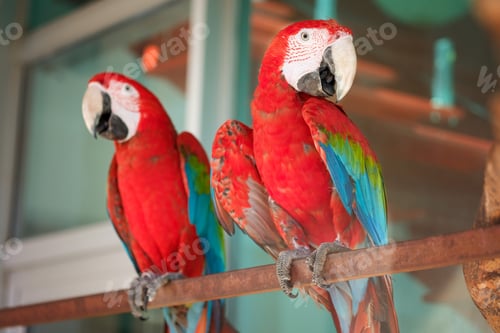 Preview: Parrots macaws