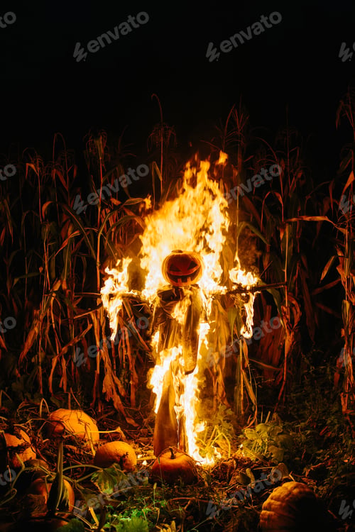 Preview: Burning Halloween Scarecrow in a cornfield at night. Halloween holiday concept.