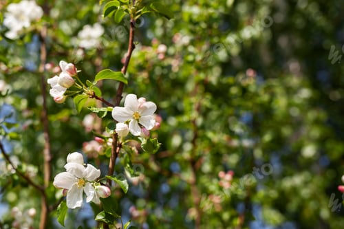 Preview: Blooming apple tree in the spring garden. Close up of white flowers