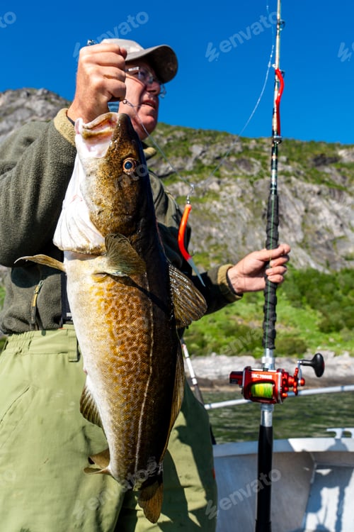 Preview: Fisherman holding a huge fish Cod. Norway Fishing tourism. Senior fisherman in ocean, fjord fishing.