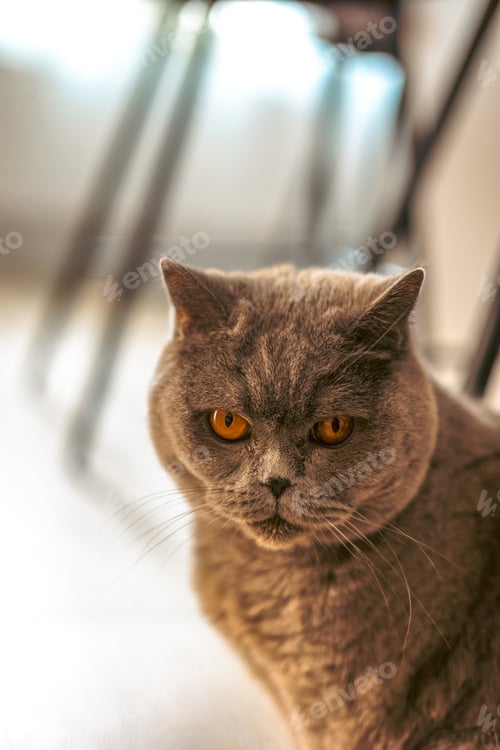 Preview: gray British Shorthair cat sitting on the floor in a cozy room