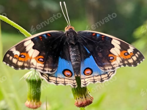 Preview: Butterfly