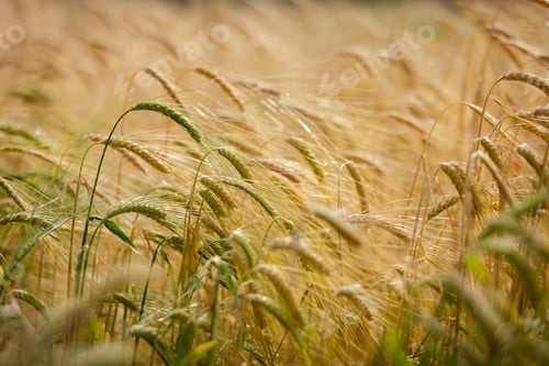 Preview: Golden Wheat Field Swaying in the Wind During a Sunny Day in a Serene Agricultural Landscape