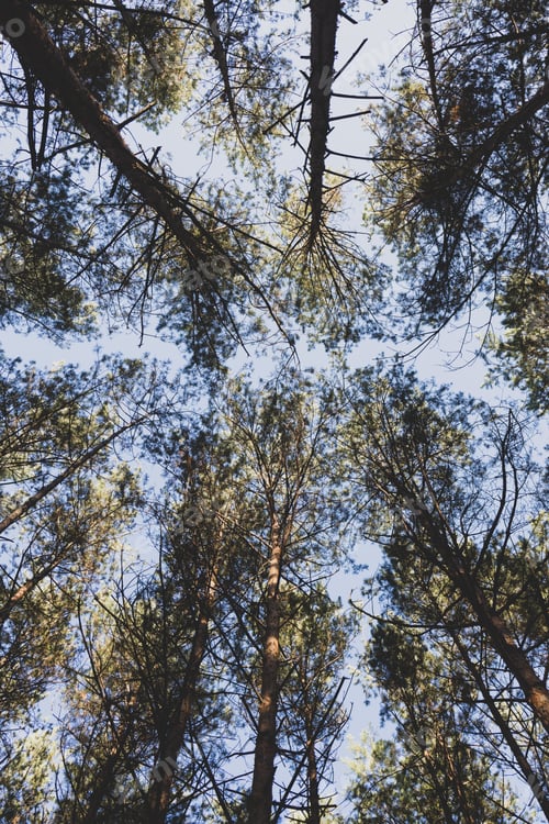 Preview: The autumn forest. Looking up.