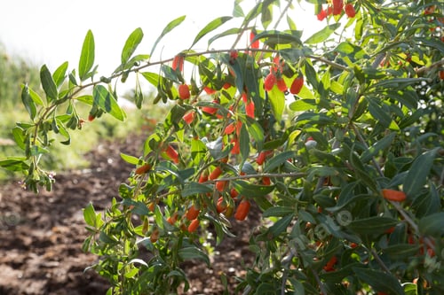 Preview: Goji berry fruits and plants in sunshine garden