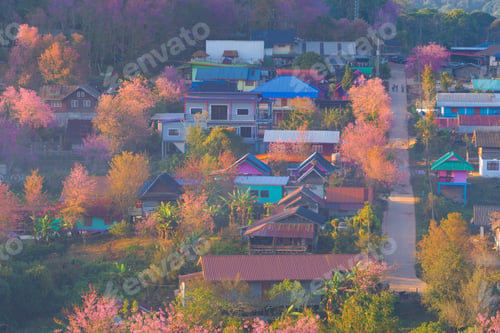 Preview: Sakura cherry flowers blossom trees of national park. Natural landscape background. Pink color