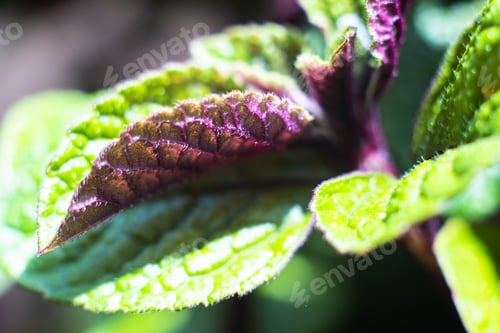 Preview: Homeplant Leaves Close-Up, Green And Violet Natural Plants Macro