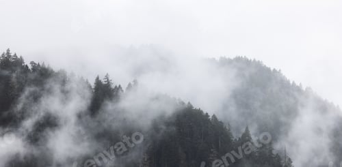 Preview: Green Evergreen Trees in a forest on top of a mountain covered in clouds and fog.