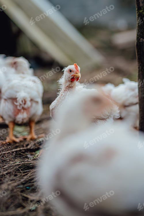 Preview: Outdoors chicken farm, chicken feeding, rural concept work
