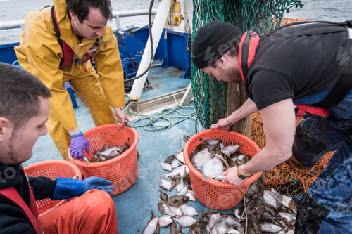 Preview: Scientists inspecting catch of fish on research ship
