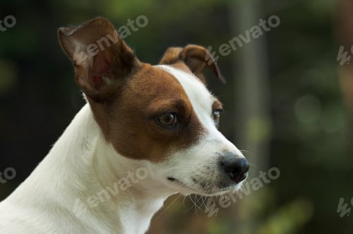 Preview: Majestic Jack Russell Terrier Dog Portrait