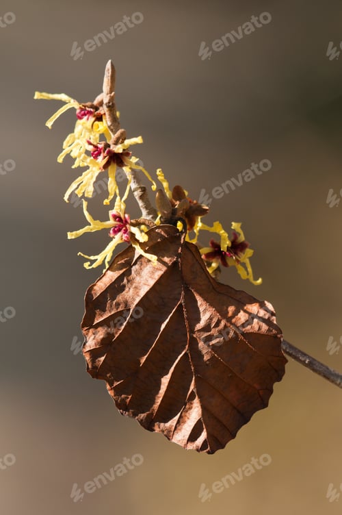 Preview: Witch-hazel Hamamelis Flowers