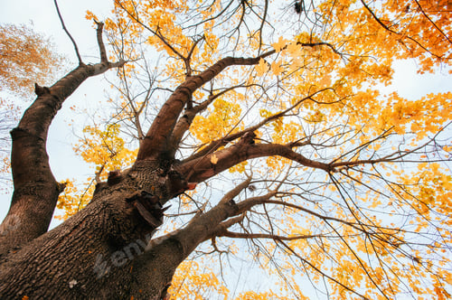 Preview: golden leaves at autumn