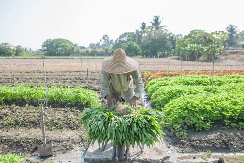 Visualização: Jardineiro.