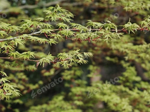 Preview: Beautiful view of tree branches with green foliage