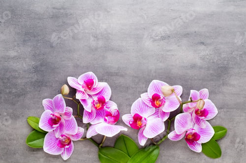 Preview: Beauty orchid on a gray background. Spa scene.