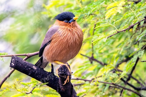 Preview: Brahminy Starling perched on a tree branch in Bharatpur, Rajasthan, India.