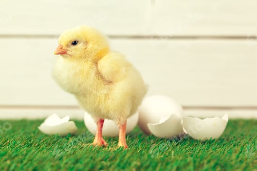 Preview: Little chicken on the grass