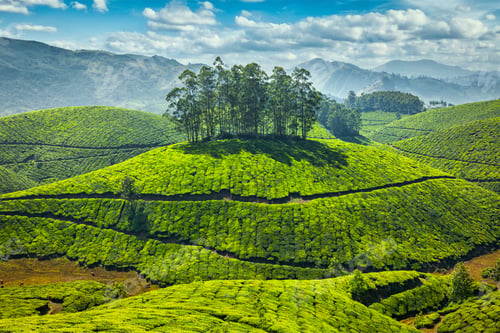 Preview: Tea plantations