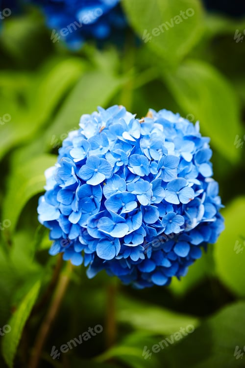 Preview: Closeup shot of beautiful blue Hydrangea flowers on a blurred background of big leaves