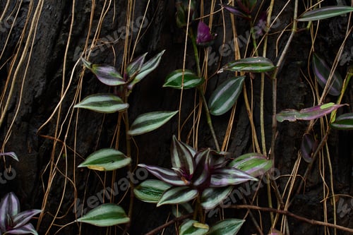 Preview: Vine and aerial roots on the black tree trunk