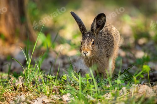 Preview: Little brown hare jumping on grass in spring nature