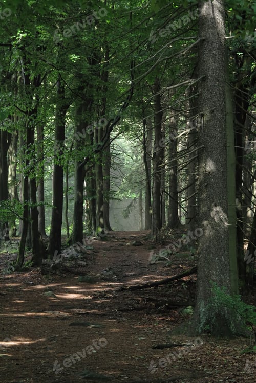 Preview: The Dark Forest Way