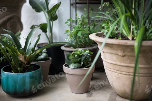 Preview: Garden