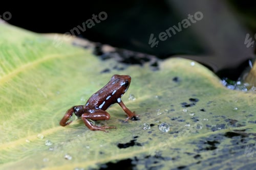 Preview: Anthony's poison arrow frog (Epipedobates anthonyi)
