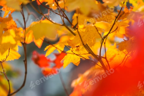 Preview: Autumn leaves