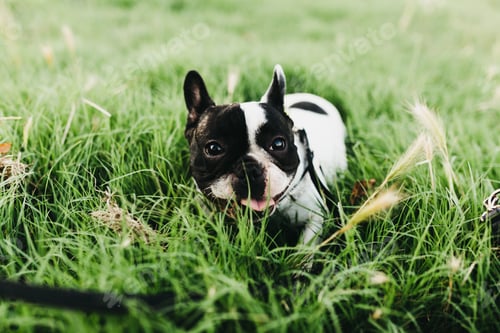 Preview: Dog with lead walking in grass