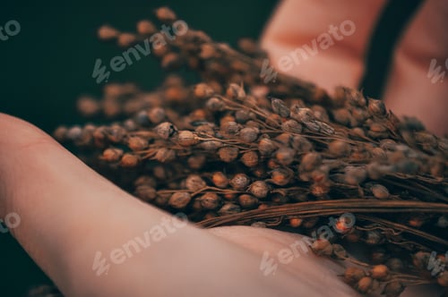Preview: Hand Holding Dried Plants in Close Up View