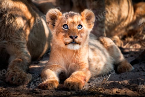 Preview: A lion cub, Panthera leo, lies on the ground and looks up out of frame, yellow blue eyes, golden