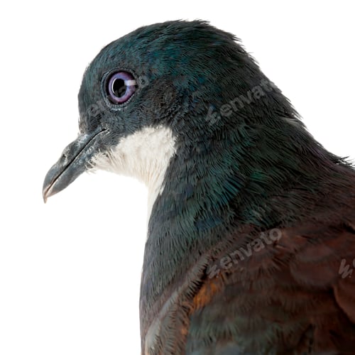 Preview: Close-up of Mindanao Bleeding-heart, Gallicolumba crinigera, adult, in front of white image