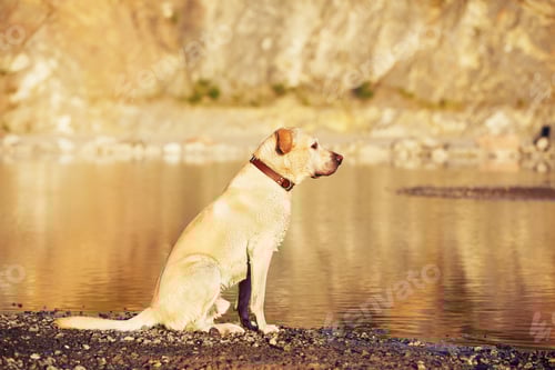 Preview: Dog in waiting