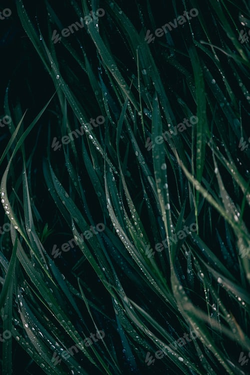 Preview: Droplets of dew on the green grass, shallow depth of field, natural abstract monochrome background