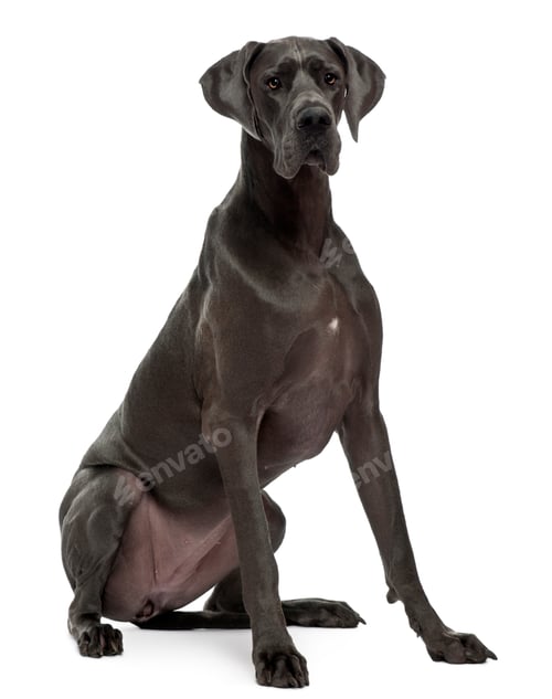 Preview: Great Dane, 15 months old, sitting in front of white background