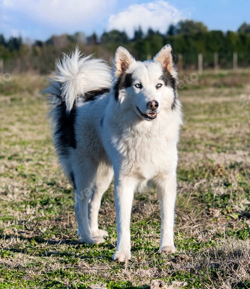 Preview: Yakutian Laika in nature
