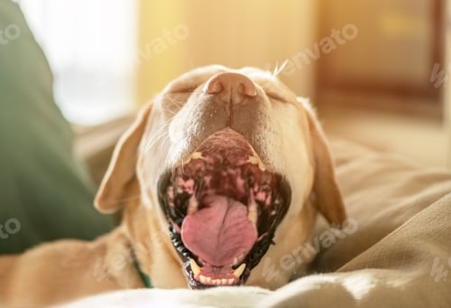Preview: Portrait of cute Labrador dog yawns on the couch
