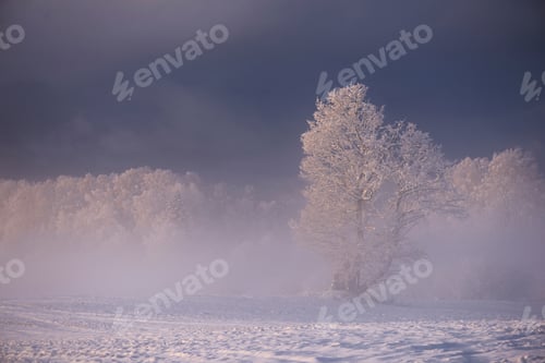 Preview: nature