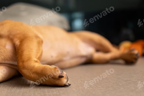 Preview: French bulldog taking his nap