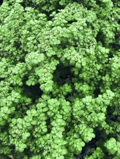 Preview: Artillery fern plant