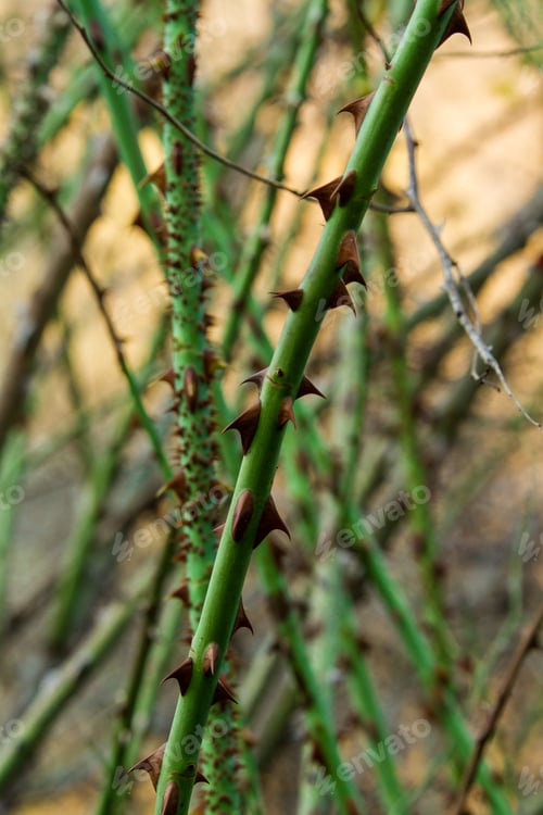 Preview: Thorns of rose. Macro.