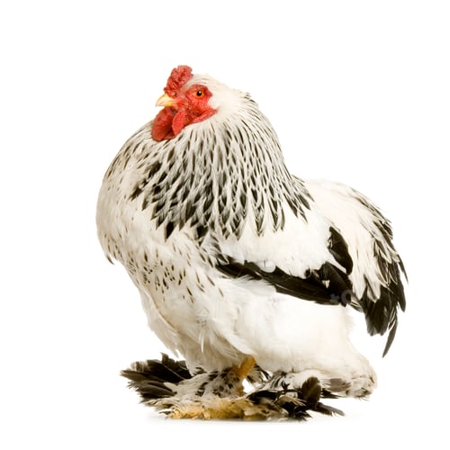 Preview: Rooster