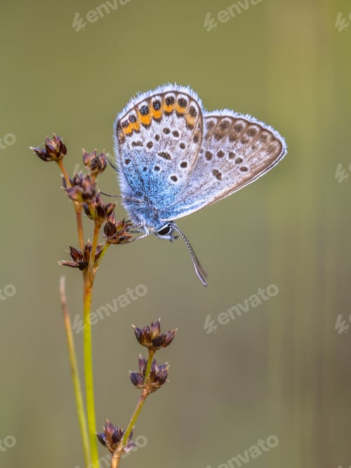 Preview: male silver studded blue butterfly preparing for night