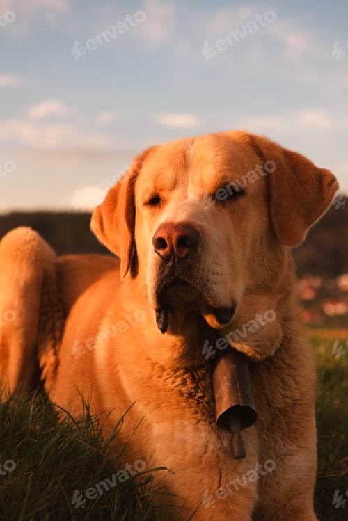 Preview: Dog between field and blue sky